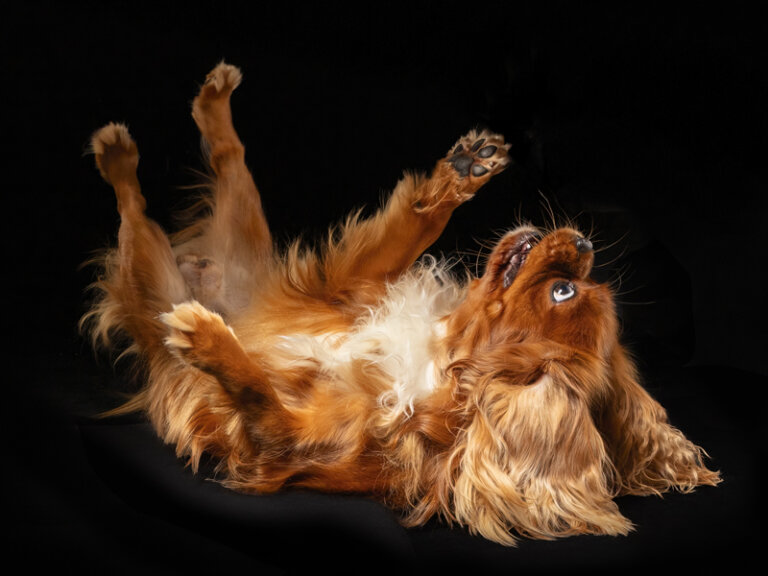 MEPP Louis Pascal Dog KingCharlesSpaniel Portrait IMG 5755 768x576