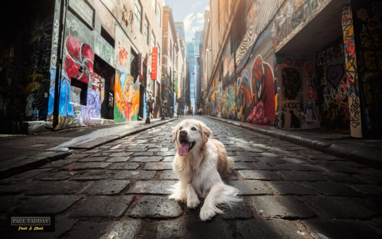 Maggie Golden Retriever 100422 TotW309 Edit 768x480