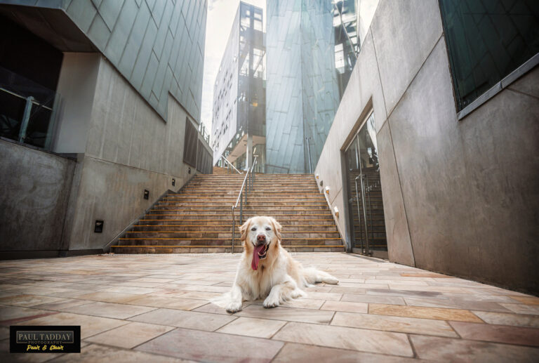 Maggie Golden Retriever 100422 TotW5 Edit 768x517