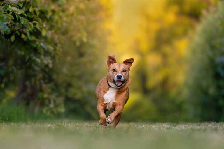 Miffy 9067 Edit 768x512