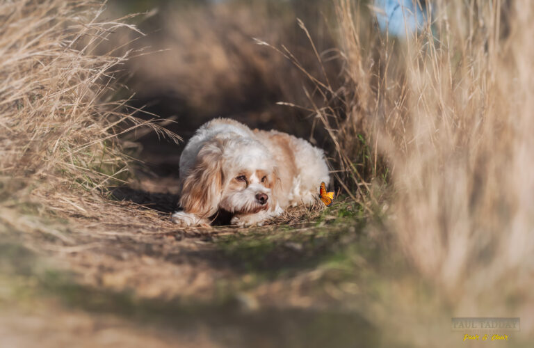 Molly Cavoodle 260322 sm 17 768x500