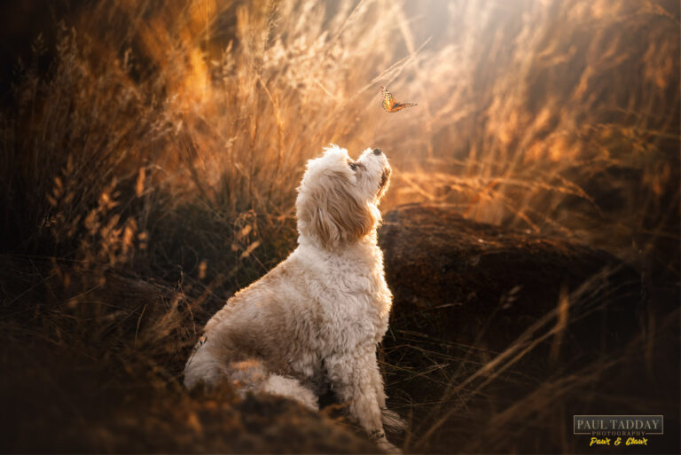 Molly Cavoodle 260322 sm 28 768x513