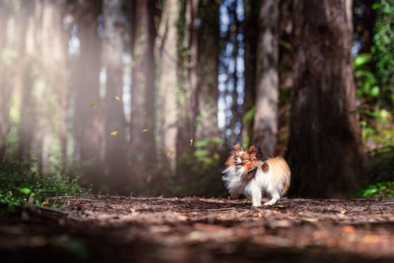 Odie 21 11 20 1465 Edit 768x513