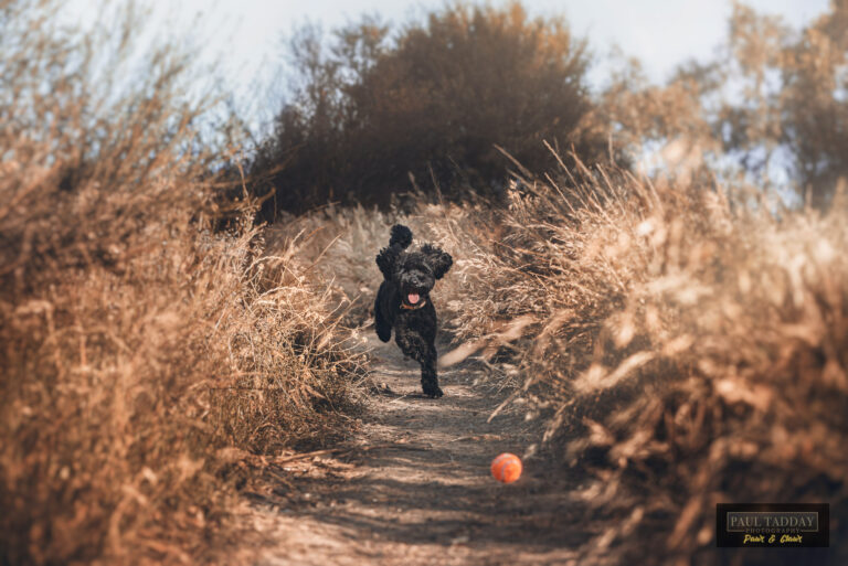 Ollie Spoodle 291122 81649 Edit copy 768x513