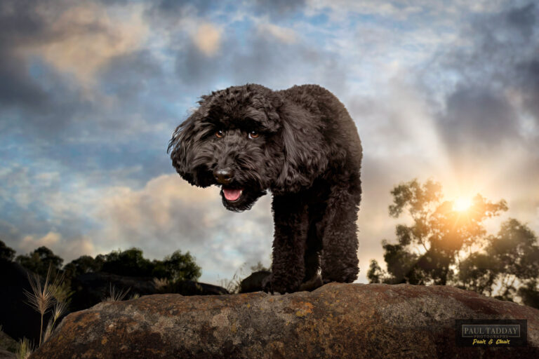 Ollie Spoodle 291122 82337 Edit 768x512