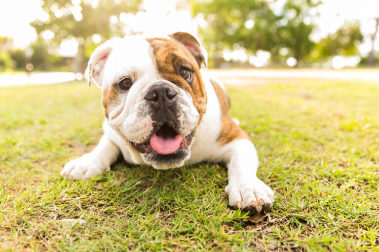 Pet Portraits 030 768x512