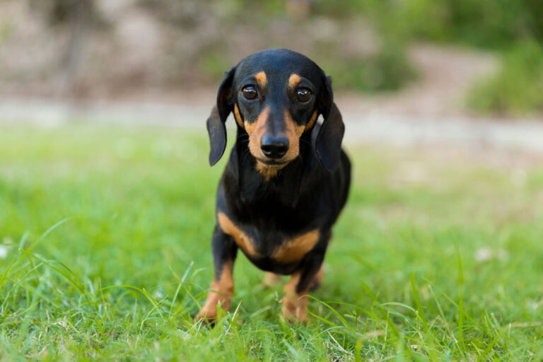 Pet Portraits 055 768x512