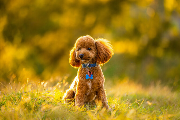 Pet and family photographer Brisbane 768x512