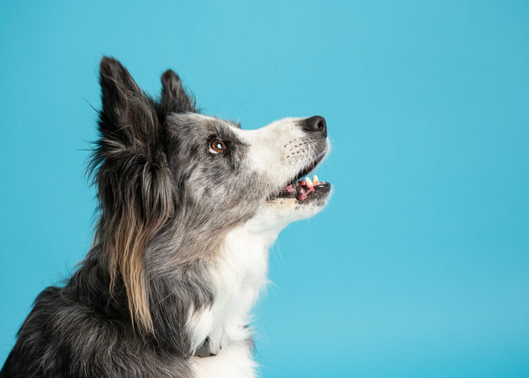 PetPhotographerPointCook4 768x548