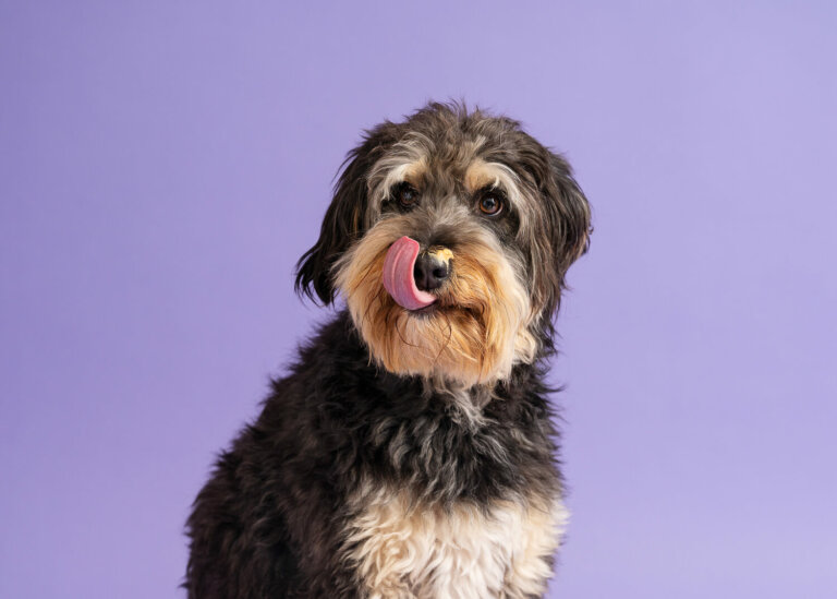 PetPhotographerPointCook8 768x549