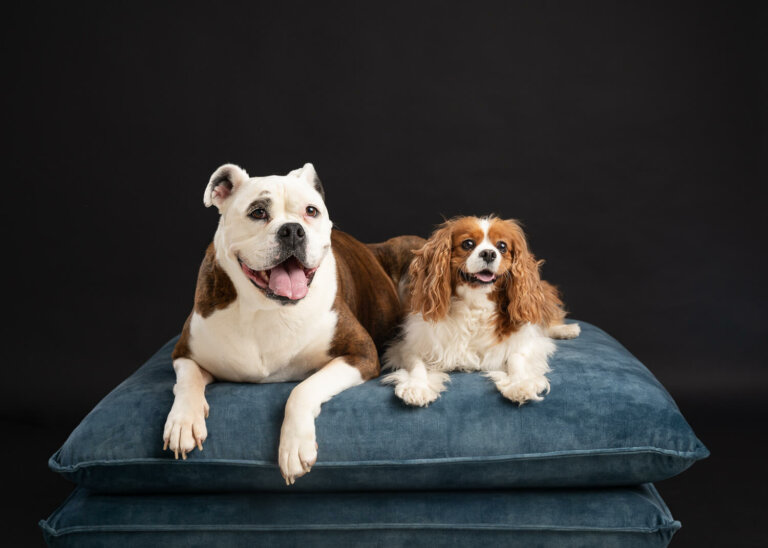 PetdogPortraitsMelbourne3 768x548