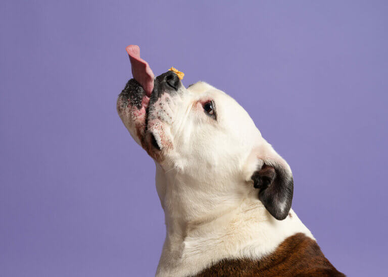 PetdogPortraitsMelbourne5 768x549