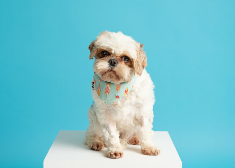 PetportraitsMelbourne2 768x549