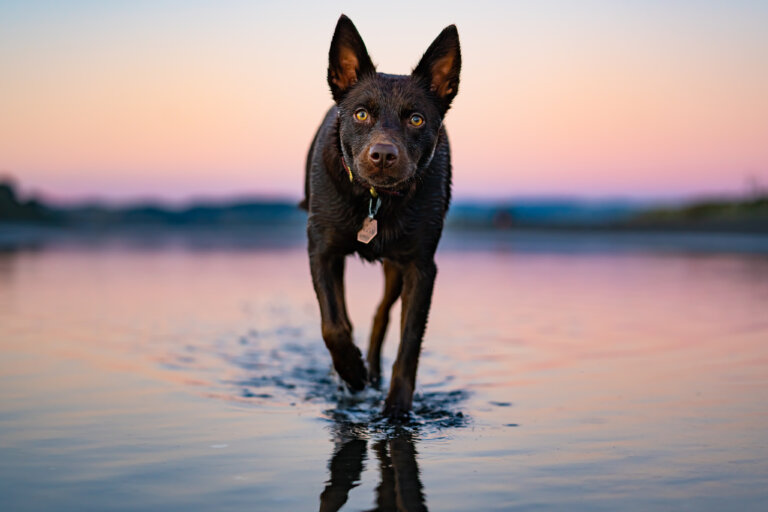 Portrait Sunset 768x512