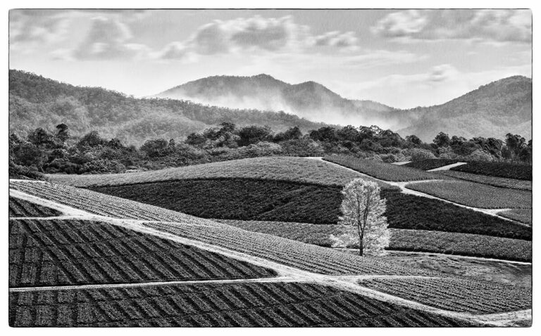 QLD2015 GarnerK 2 web 768x478