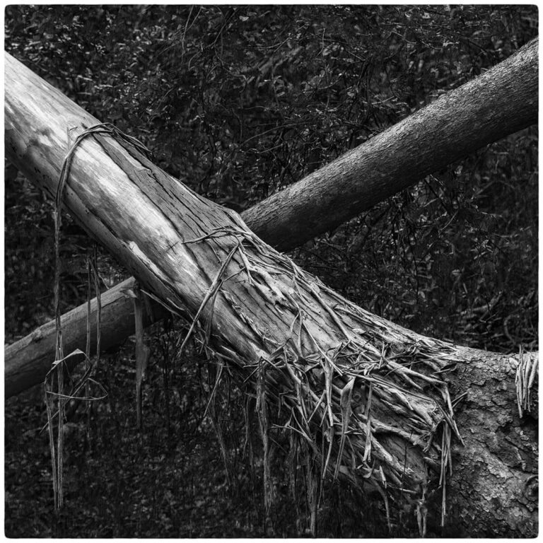 QLD2018 GarnerK 2 768x768