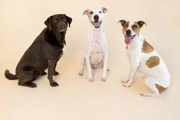 Rathmell Pet Portrait 046 768x512
