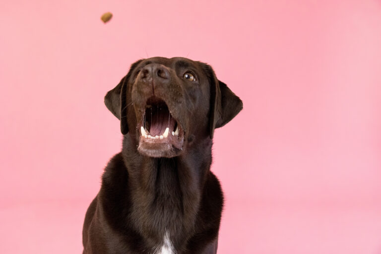 Rathmell Pet Portrait 066 768x512