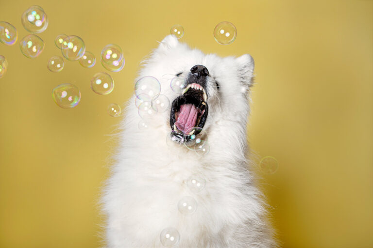 Samson 0957 Edit 768x512