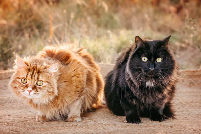 Sierrra Buttons 23 768x512