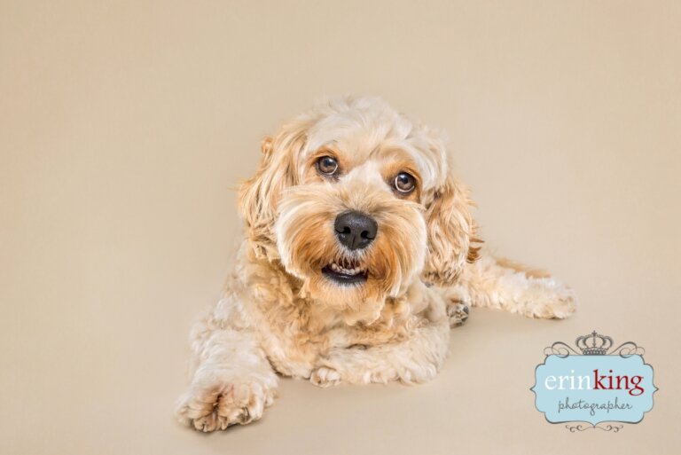 Cavoodle dog - studio pet photography Cavoodle dog - studio pet photography