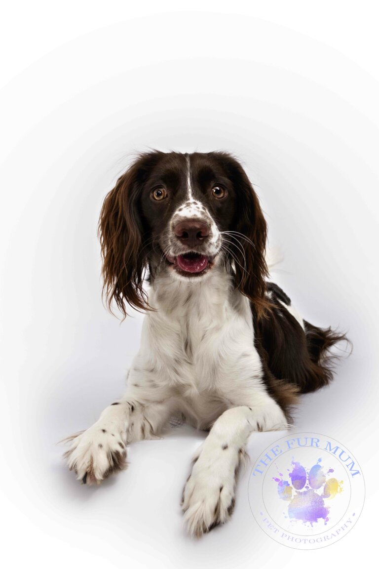 Springer Spaniel Ruby 01 1 768x1152