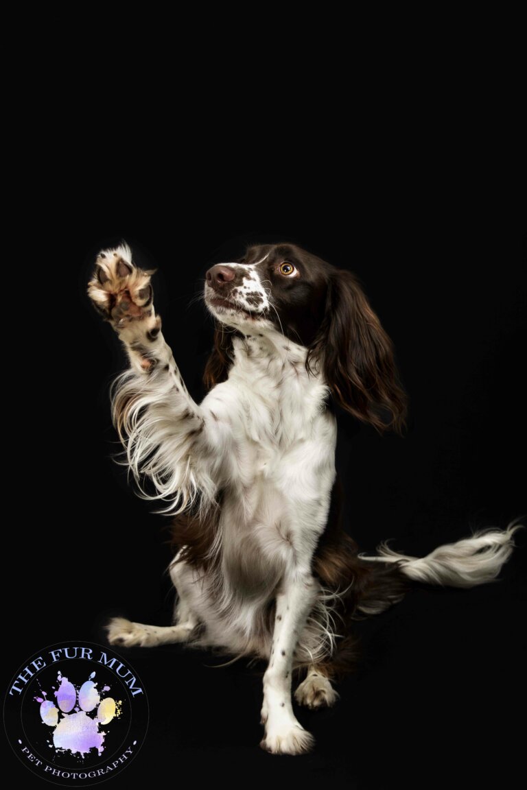 Springer Spaniel Ruby 02 1 768x1152