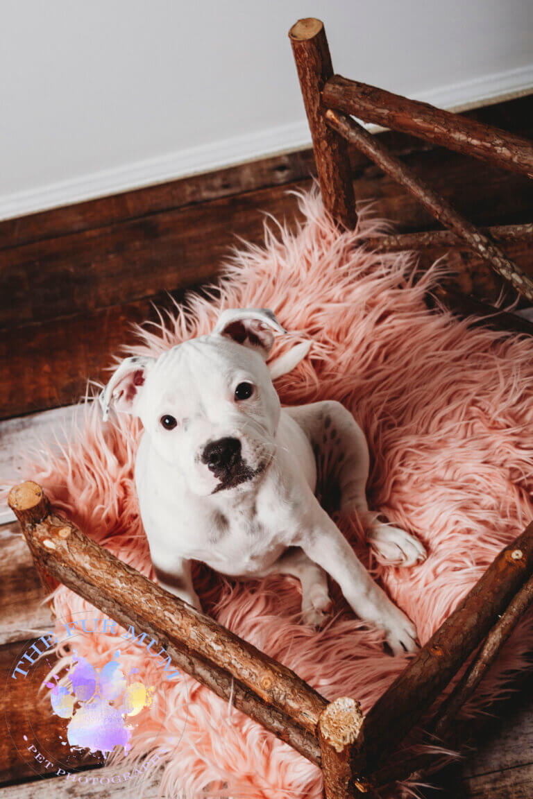 Staffordshire Terrier matilda 01 1 768x1152