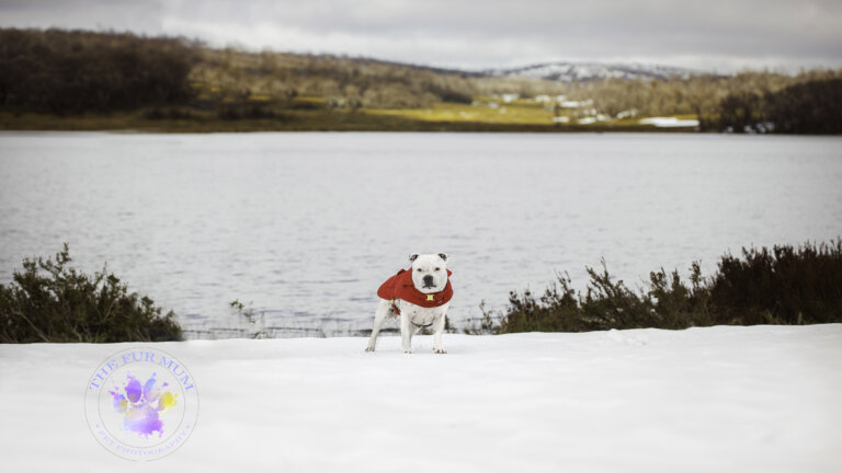 Staffordshire terrier matilda 01 2 768x432