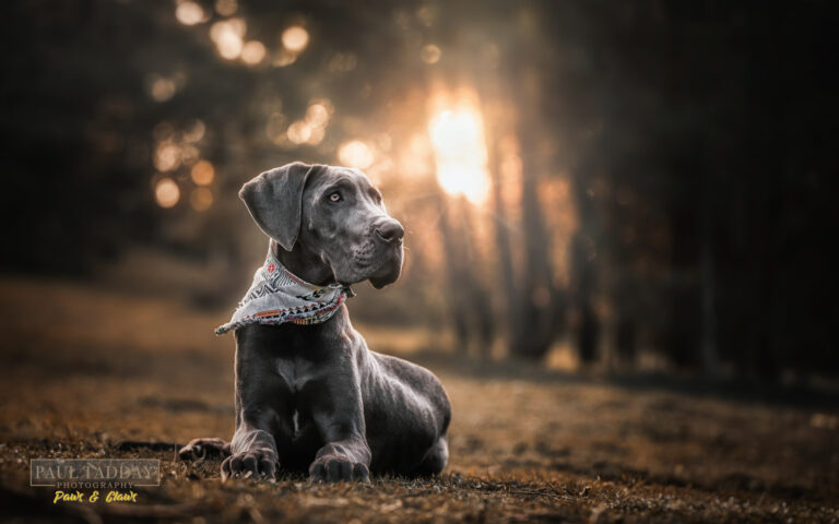 Steele Great Dane 011022 sm 33 768x480