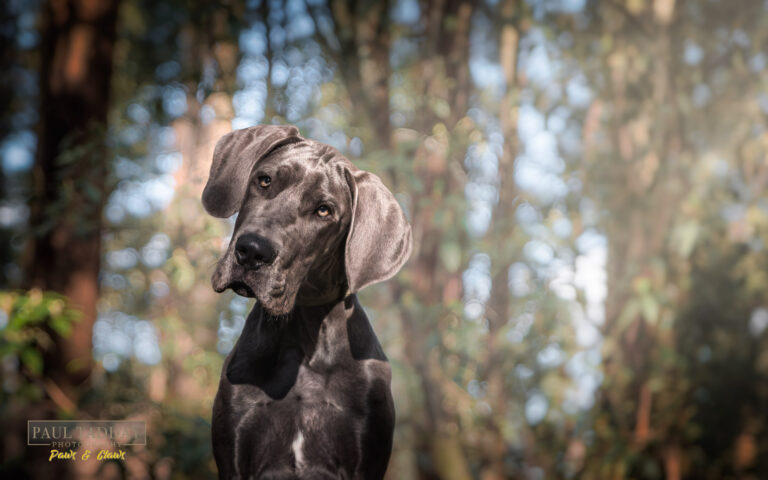 Steele Great Dane 011022 sm 5 768x480