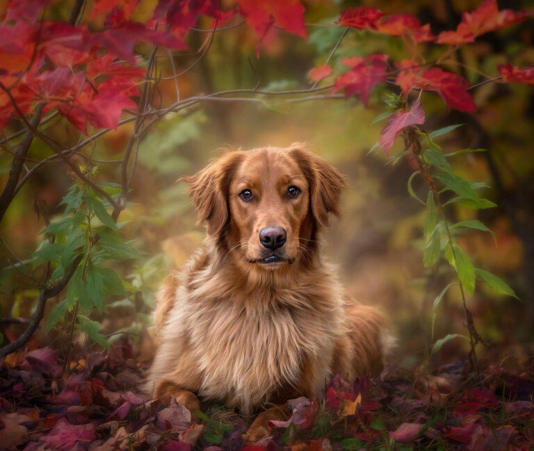 TMP Golden Boy 768x649