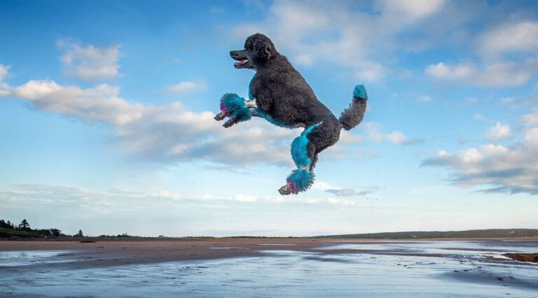 TMP Jumping Poodle 768x426