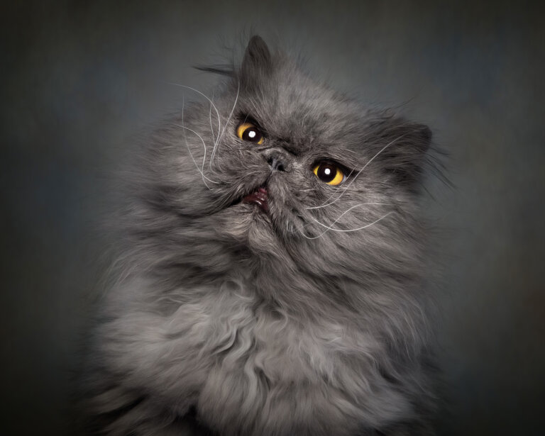 TMP Mr Whiskers 768x615