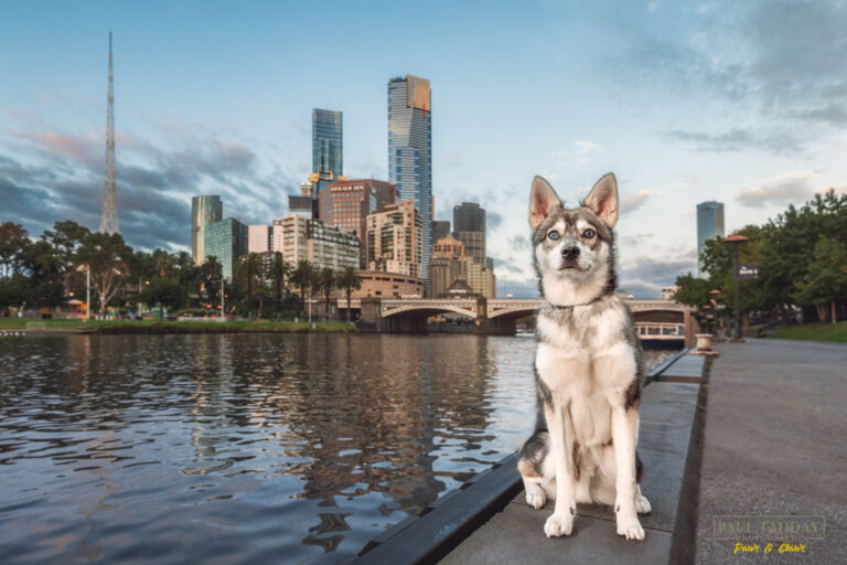 Titan Alaskan Klee Kai 120322 sm 1 768x512