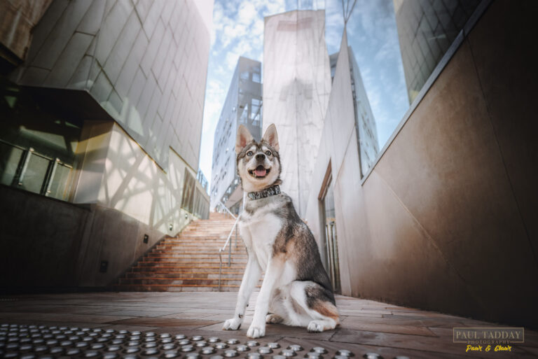 Titan Alaskan Klee Kai 120322 sm 10 768x513