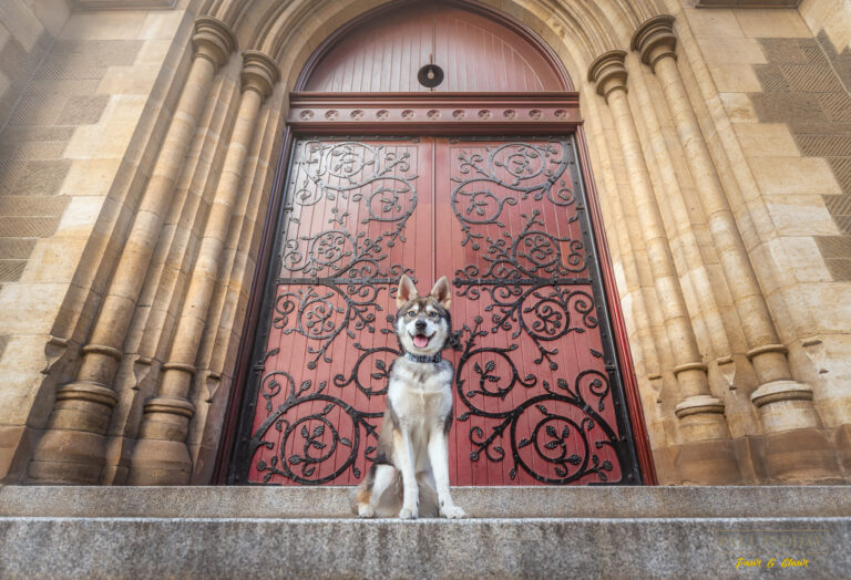 Titan Alaskan Klee Kai 120322 sm 12 768x524