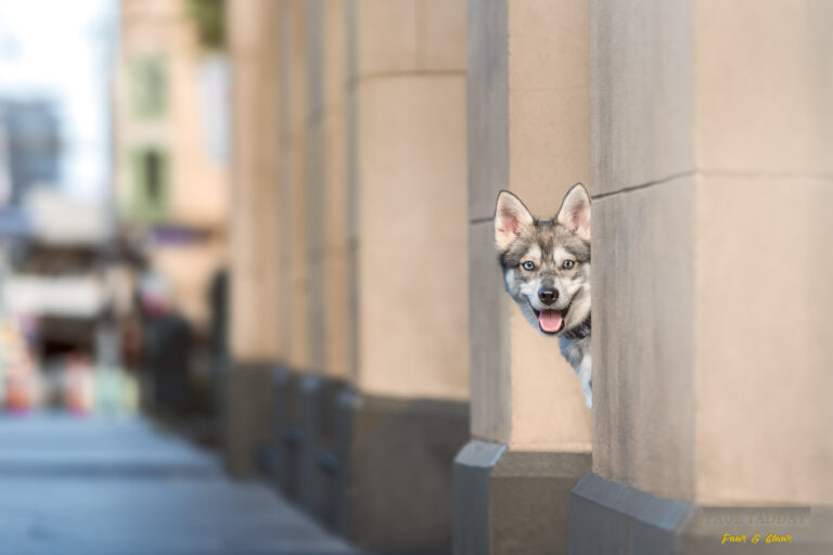 Titan Alaskan Klee Kai 120322 sm 15 768x512
