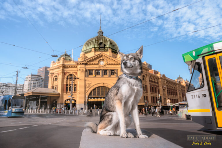 Titan Alaskan Klee Kai 120322 sm 17 768x512