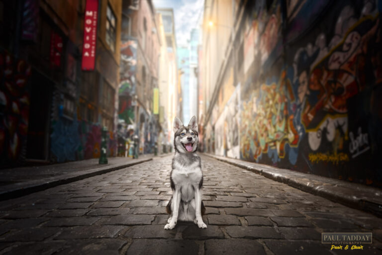 Titan Alaskan Klee Kai 120322 sm 18 768x513