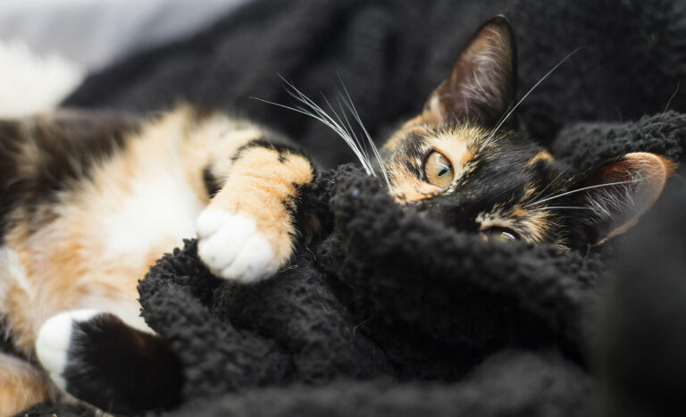 Tortiecat copy 768x467