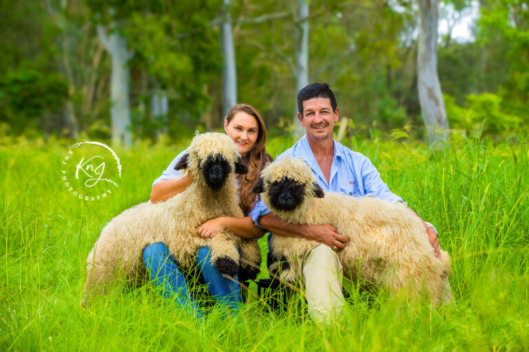 Valais black nose sheep 768x512