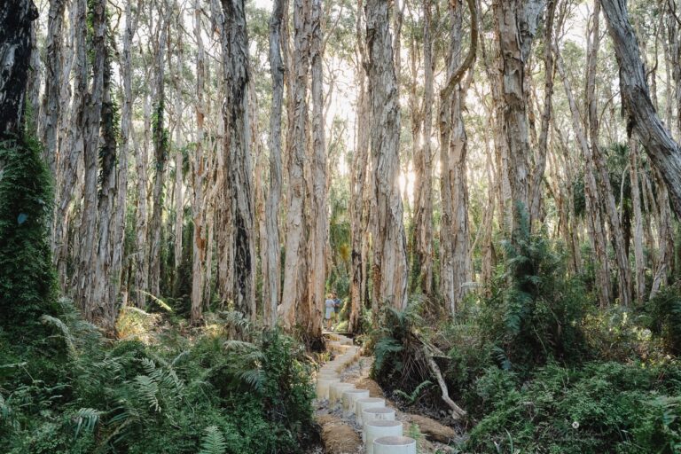 Wade Proposal PaperbarkForestWalk  8 Large 768x512