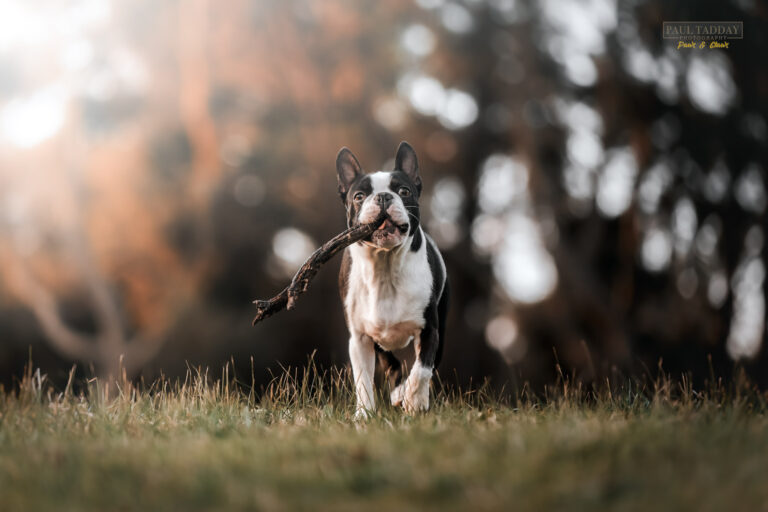 Watson Boston Terrier 280522 fbook wm 31 768x512