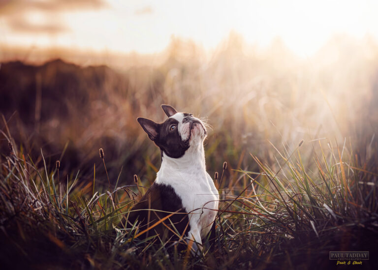 Watson Boston Terrier 280522 full res 030a 768x549