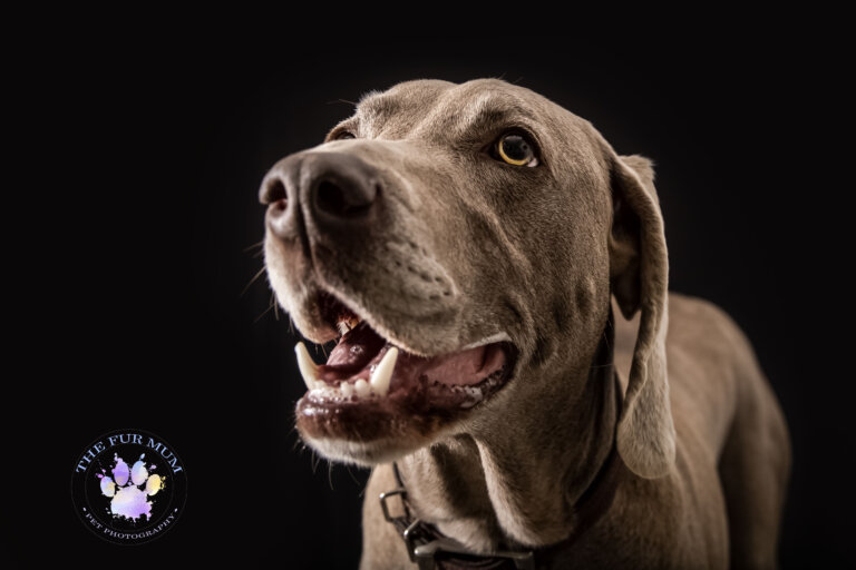 Weimeraner Pip 01 1 768x512