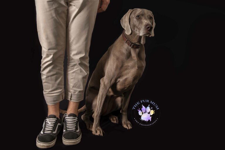 Weimeraner Pip 02 1 768x512