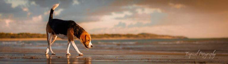 Willow beagle 1 768x217