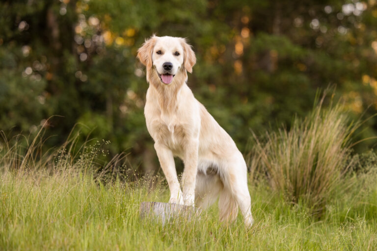 Young Golden Retriever posting on a stump 768x512