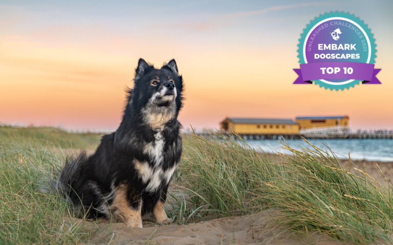 dogscapetop10 768x480